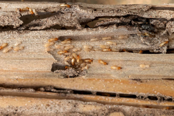 Best Flea Control Services  in Navasota, TX